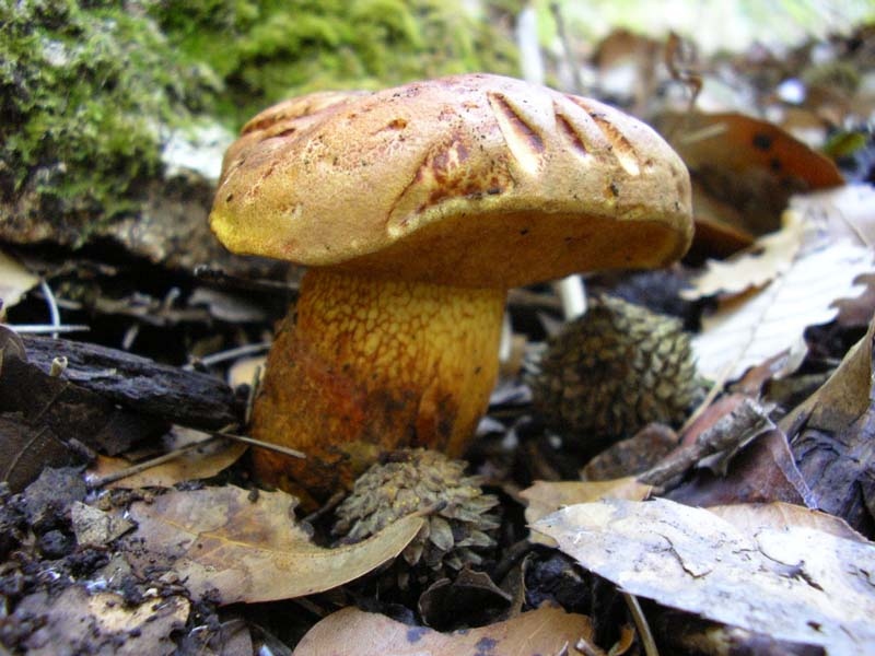 Boletus Erythropus