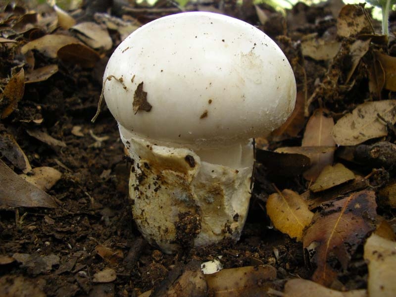 Amanita Ovoidea