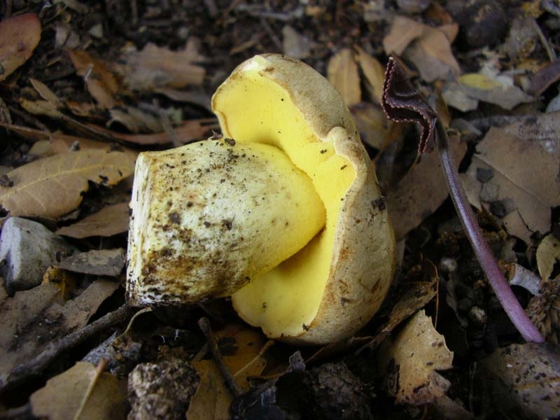 Boletus Impolitus