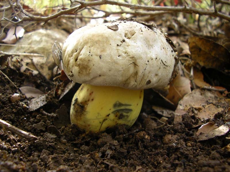 Boletus Albidus