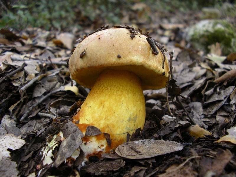 Boletus Erythropus