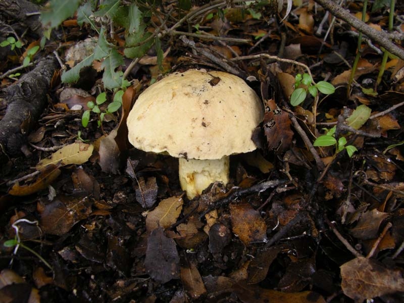 Boletus Impolitus