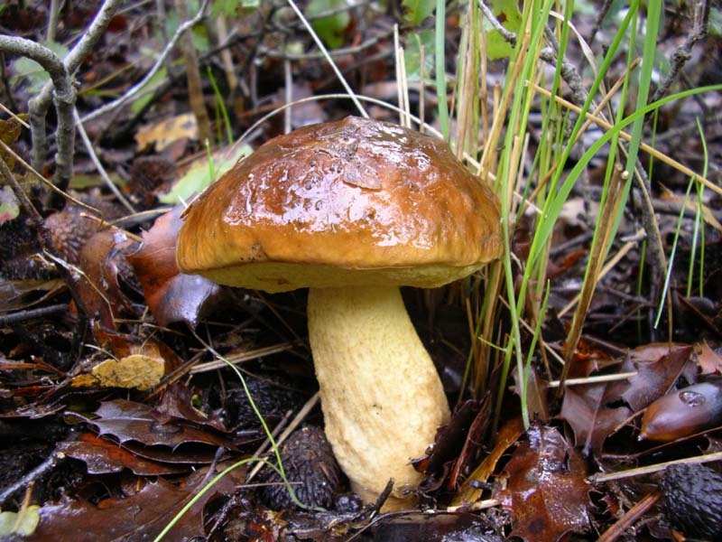 Boletus Crocipodius = Leccinum Crocipodium