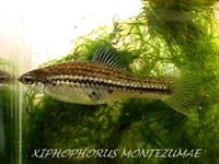 Меченосец Монтесумы (Xiphophorus montezumae)