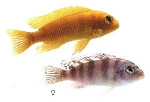 Псевдотрофеус Ломбарде Pseudotropheus lombardoi Burgess, 1977