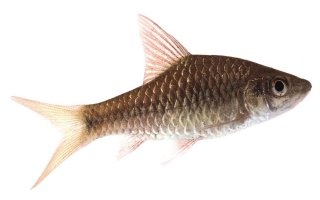 Длинноносый барбус (Barbus dorsalis)