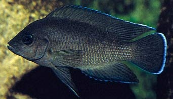 Лампрологус Мура Variabillichromis [Neolamprologus] moorii (Boulenger, 1898)