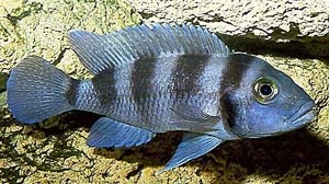 Лампрологус пятиполосый Neolamprologus tretocephalus (Boulenger, 1899)