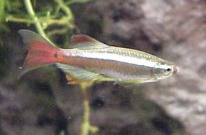 Кардинал Tanichthys albonubes