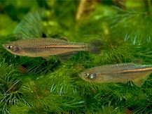 Розовый данио Danio albolineatus