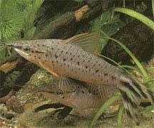 Дианема уростриата Dianema urostriata Ribeiro, 1912