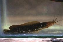 Клариас ангольский Clarias angolensis Steindachner, 1866