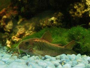 Коридорас золотистый (бронзовый) Corydoras aeneus (Gill, 1858)