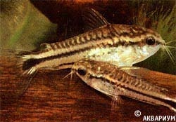 Коридорас пигмей Corydoras pigmaeus Knaack, 1966