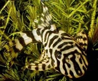 Пекольтия Peckoltia sp.