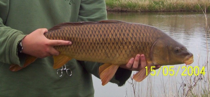 carp 2