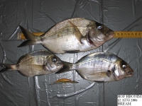 Bream_12_aug_2006_03