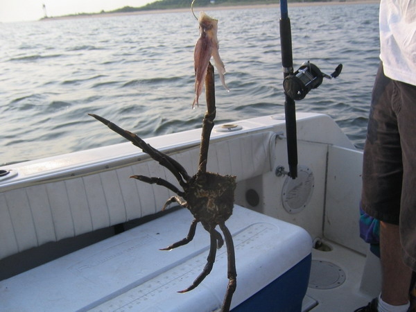 Spidercrab