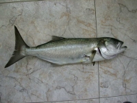 Bluefish