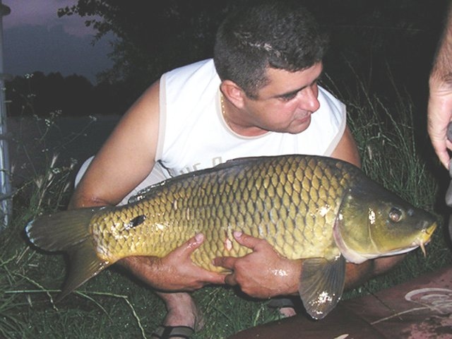 common carp