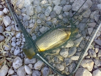 Carp1